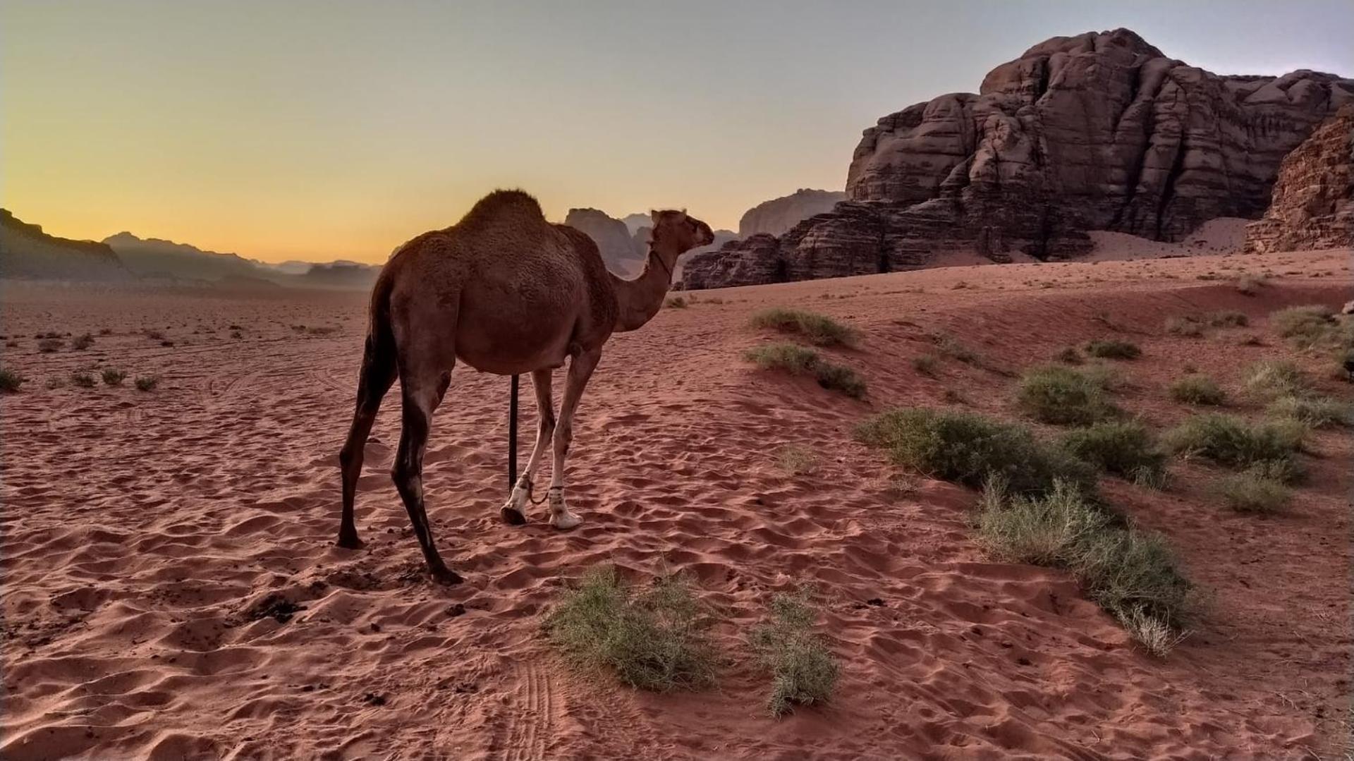 Wild Of Wadi Rum Exterior foto