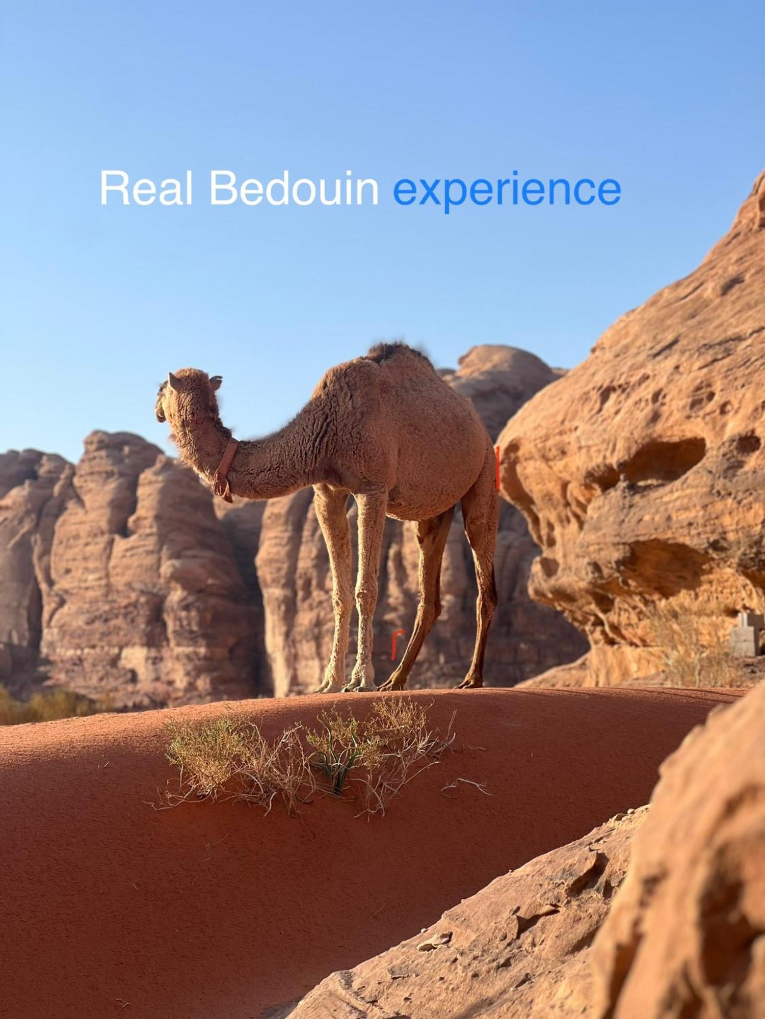 Wild Of Wadi Rum Exterior foto